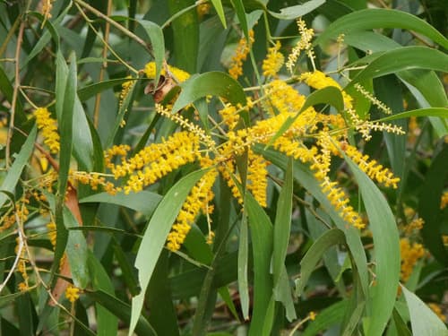 Earpod Wattle Bonsai