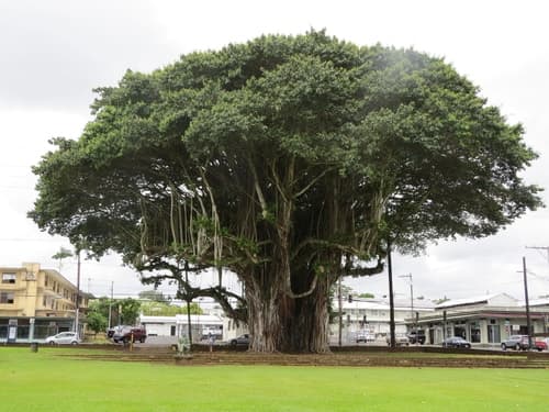 Indian Banyan Tree