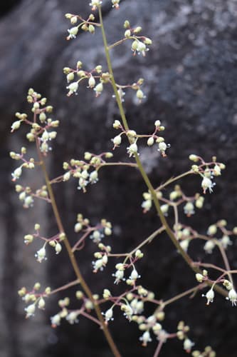 Crevice Alumroot Plant