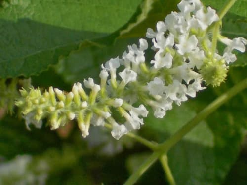 Asiatic butterfly-bush