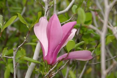 Lily Magnolia