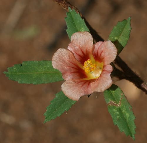 Bracted Fanpetals Bonsai