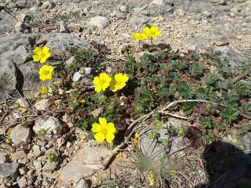 Spotted Cinquefoil Bonsai
