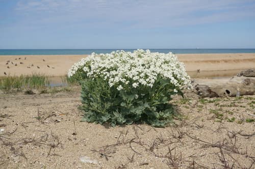Sea Kale