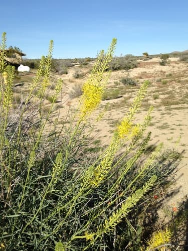 Desert Prince's Plume Bonsai