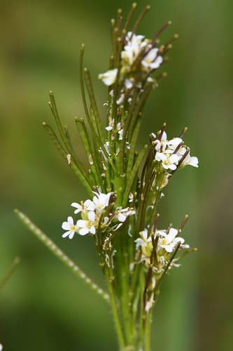 Hairy Rockcress Bonsai