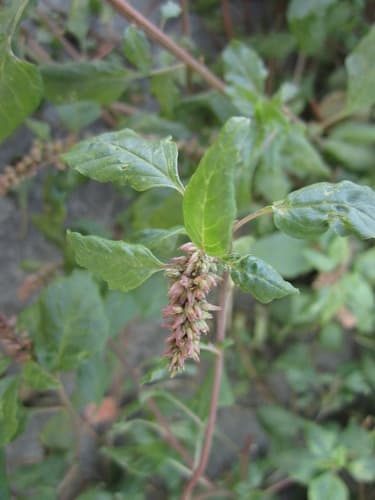 Prostrate Amaranth