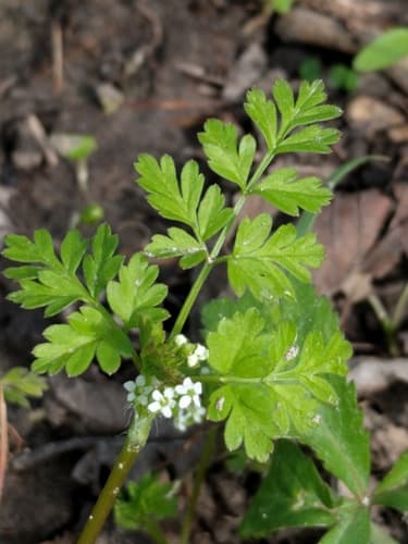 Spreading Chervil