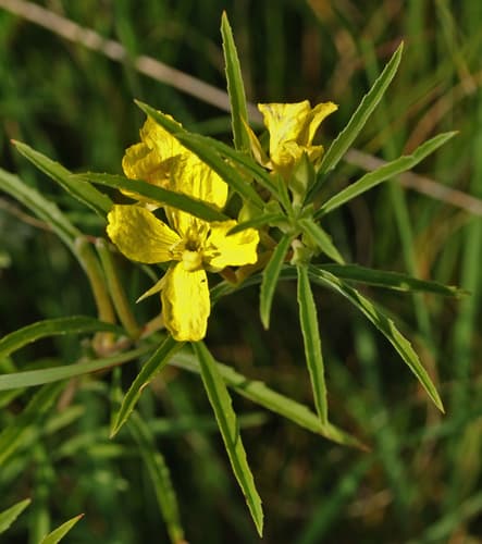 yellow sundrops