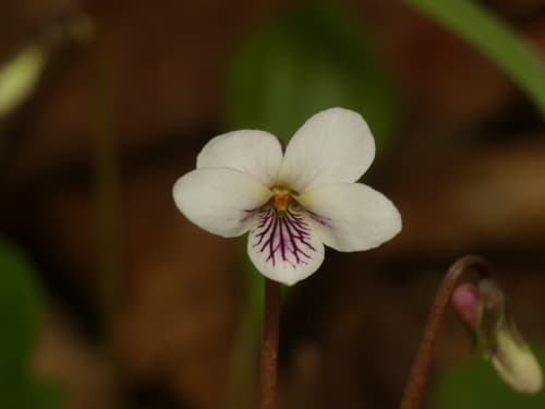 Sweet White Violet