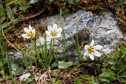 Snowdon Lily