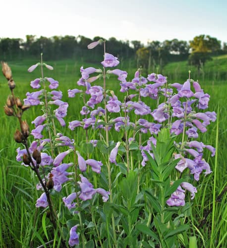 Large-flowered Beardtongue