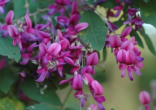 Shrub Lespedeza Bonsai