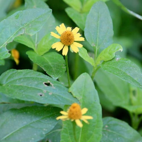 Oppositeleaf Spotflower