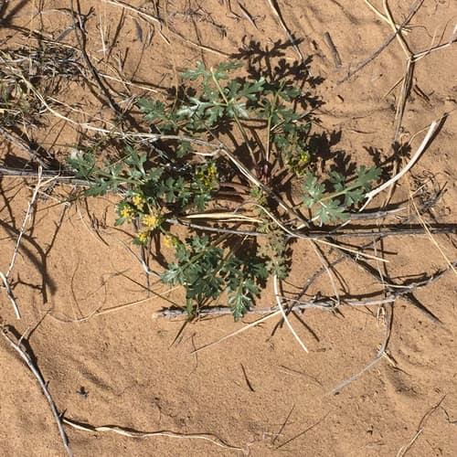 Plains Cymopterus