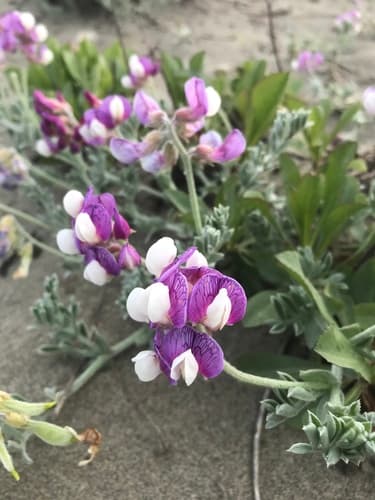 Silky Beach Pea