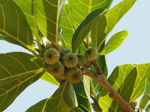 Hauili fig tree