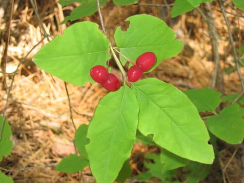American Fly-Honeysuckle Bonsai