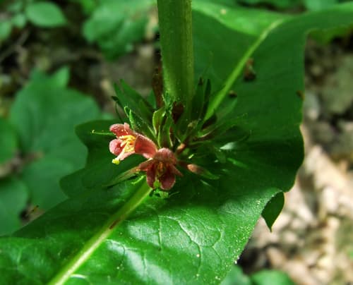 Perfoliate Tinker's-weed Bonsai