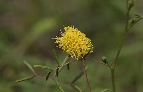 Yellow Puff