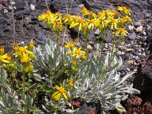 Woolly Groundsel Bonsai