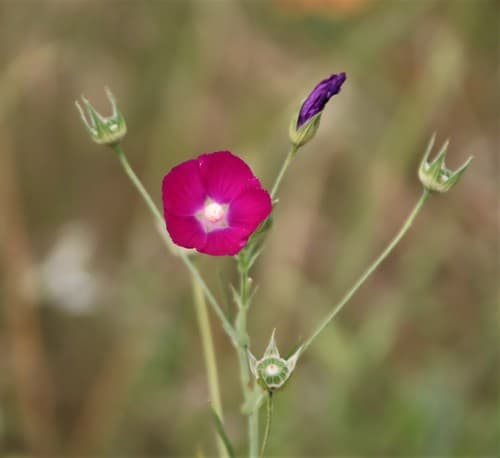 Tall Poppymallow (Not a Bonsai Specimen)