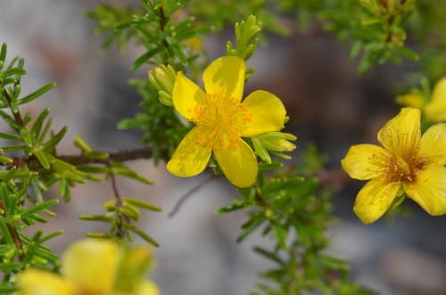 Sandhill St. John's-wort