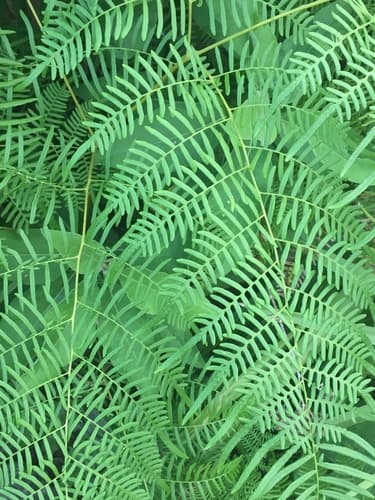Southern Brackenfern