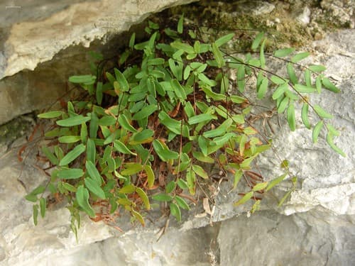 Smooth Cliffbrake Bonsai