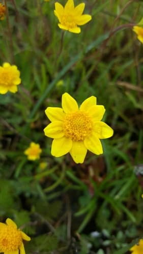 California goldfields