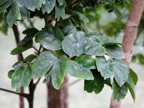 Lace Aralia Bonsai