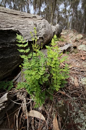 Cloak Fern