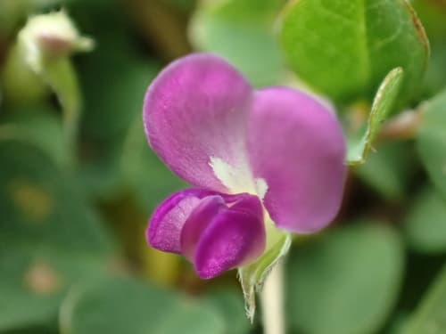 creeping tick trefoil
