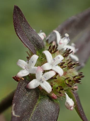 Woodland false buttonweed Bonsai
