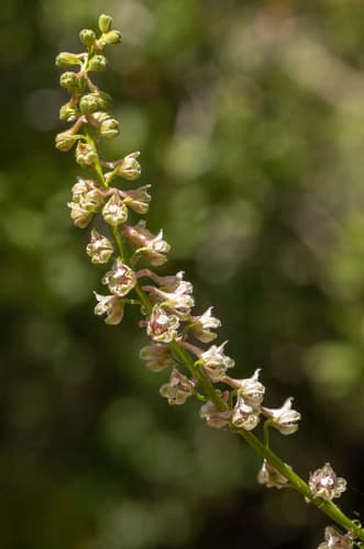 California Larkspur Bonsai