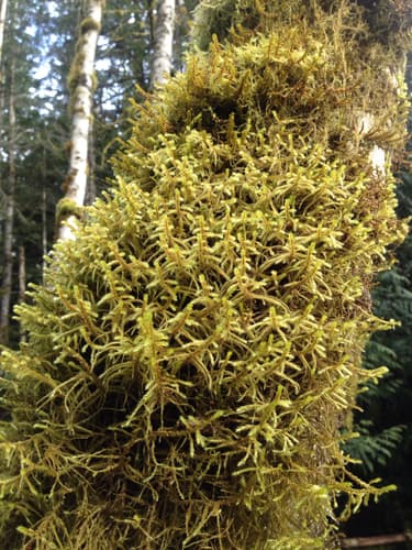 Pendulous Wing-moss