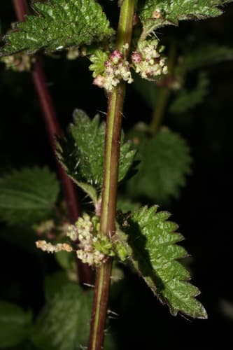 Heartleaf Nettle