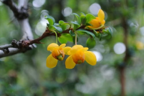 Shimpaku Juniper Bonsai