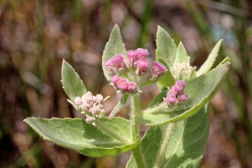 Rosy Camphorweed