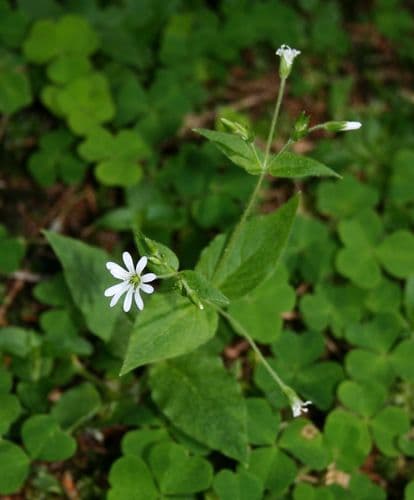Wood Stitchwort