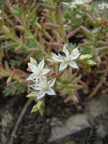Turkish Stonecrop