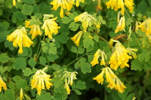 Yellow Fumitory
