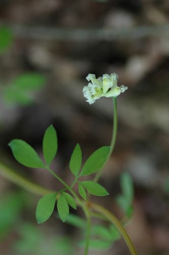 Climbing Corydalis