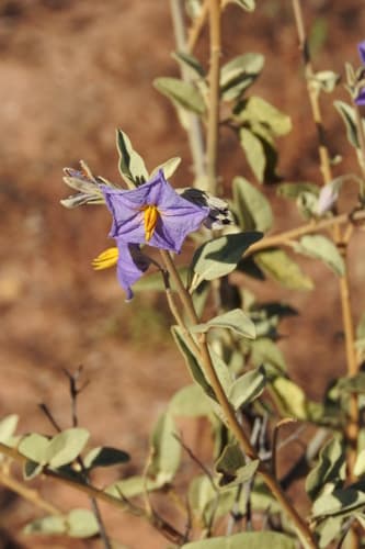 Baja California nightshade