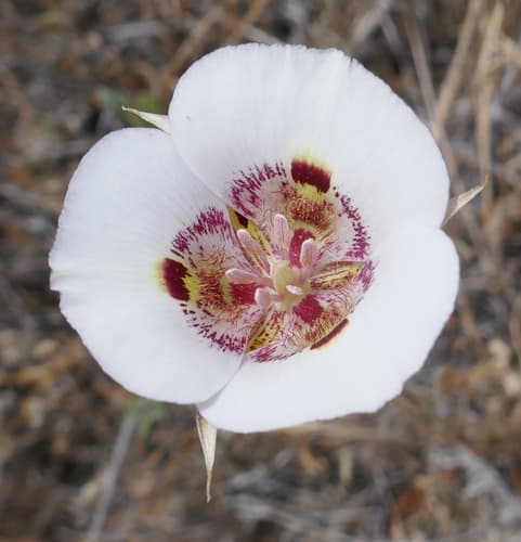 Clay Mariposa Lily