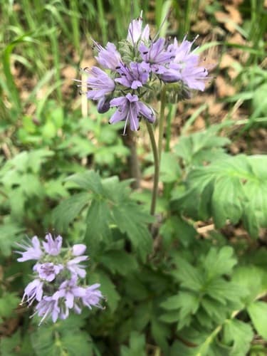 Western Waterleaf Bonsai