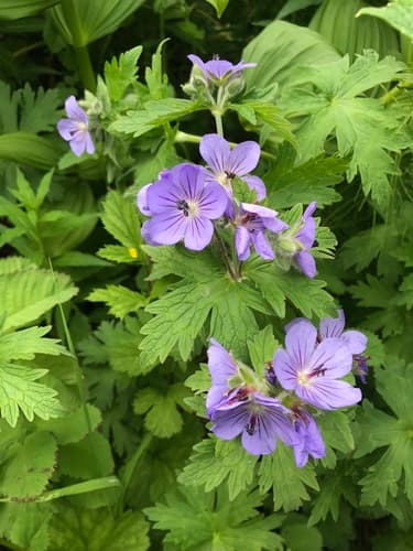 Woolly Cranesbill