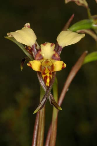 Leopard Orchid Bonsai