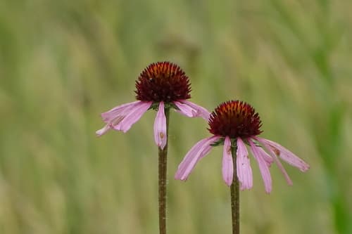 Narrow-leaved Purple Coneflower Bonsai (Hypothetical)