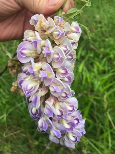 American Wisteria Bonsai